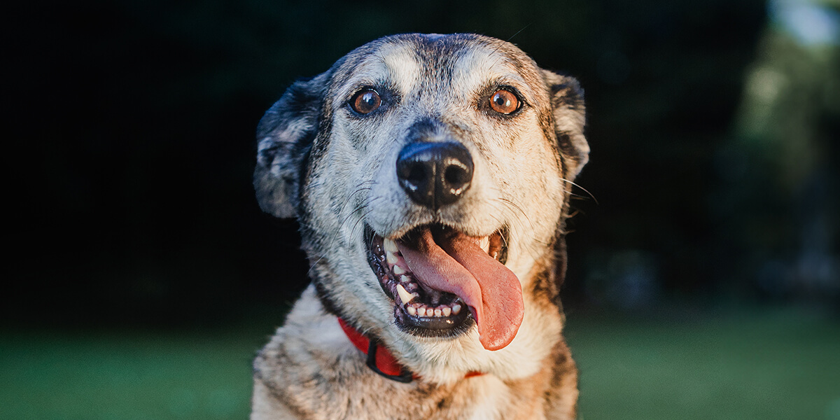 14 Jahre alter Hund Portrait Foto frontal