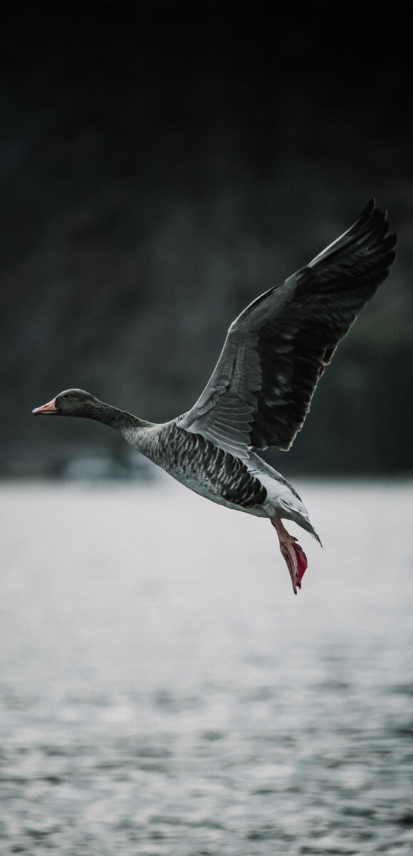 eine fliegende Gans