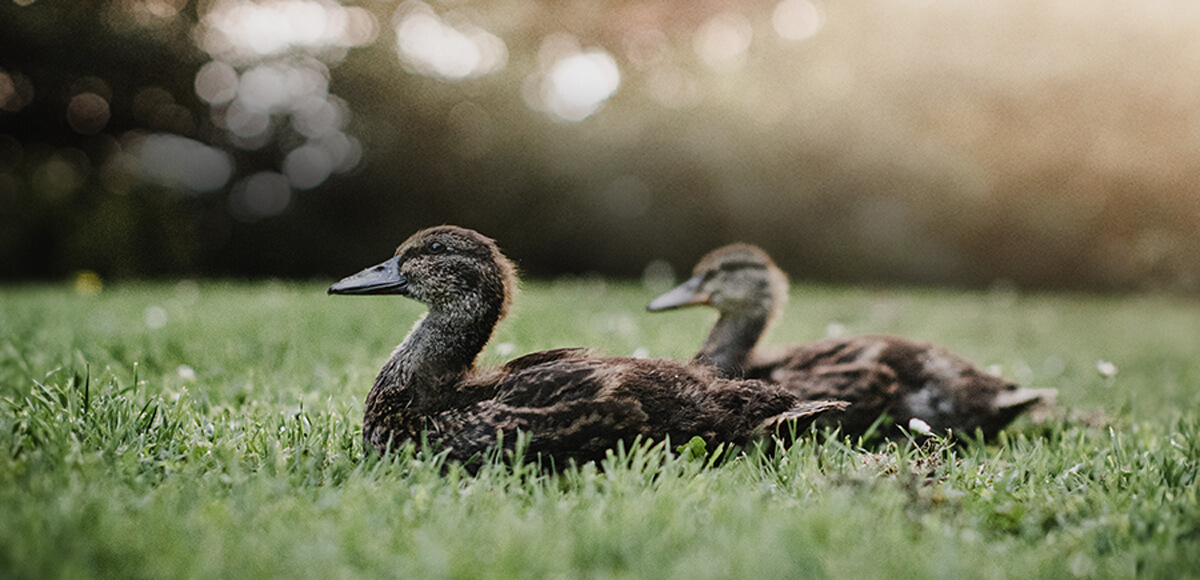 zwei junge Enten im Gras