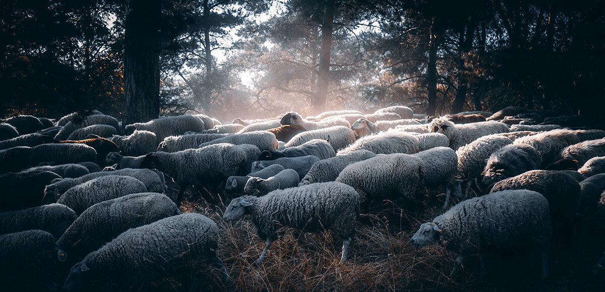 eine laufende Schafshere