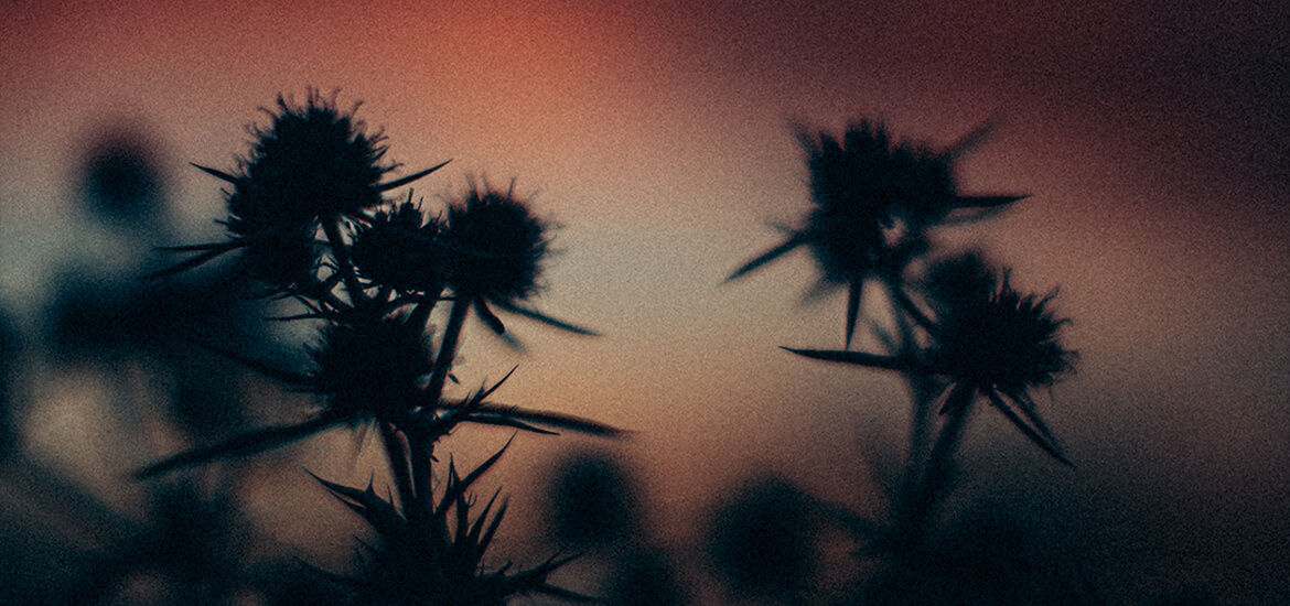 Stachelige Pflanzen im roten Sonnenuntergang