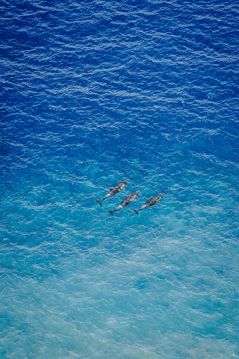 Delfine im Meer, ein Schmetterling, eine Katze und eine Eidechse – Madeira Fauna in einem ruhigen Moment festgehalten