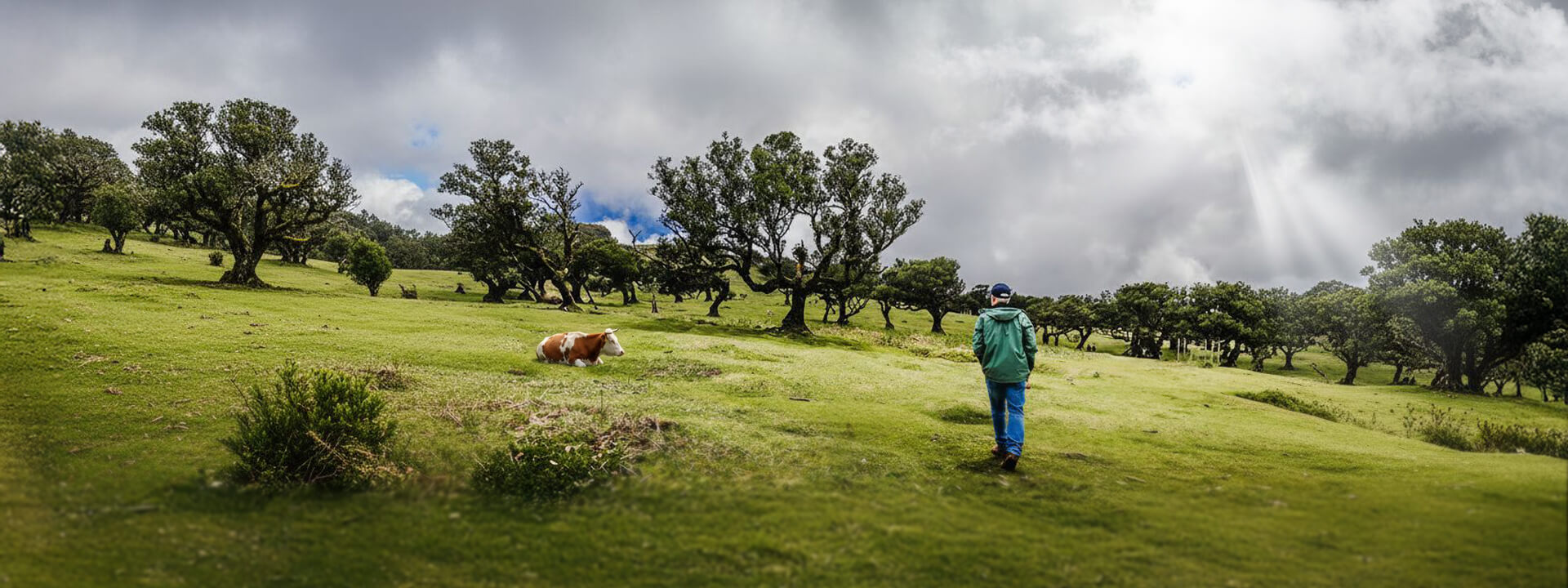 Fanal Forest, Nebelwald-Panorama auf Madeira – Landschaftsfotografie von stheil